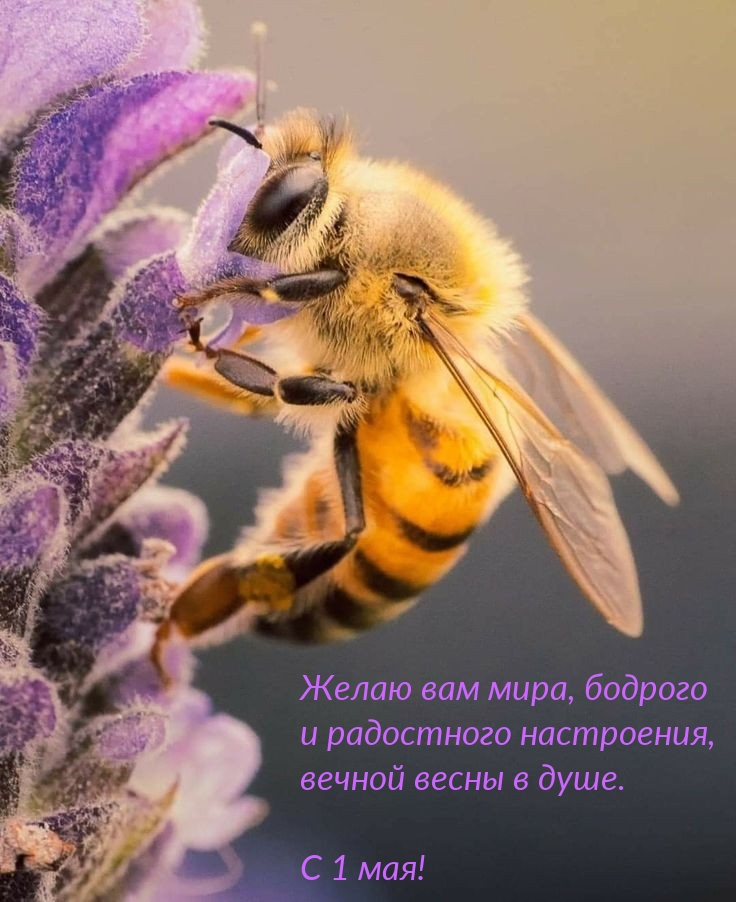 Картинка: Желаю вам мира, бодрого и радостного настроения С 1 мая!