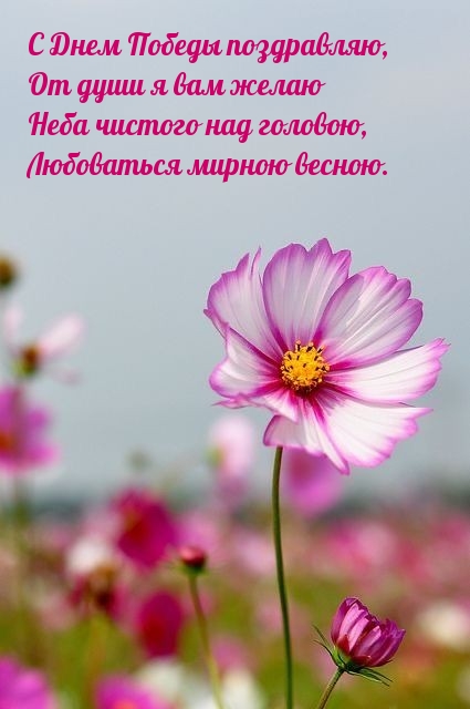 Картинка: С Днем Победы, от души я вам желаю неба чистого над головою