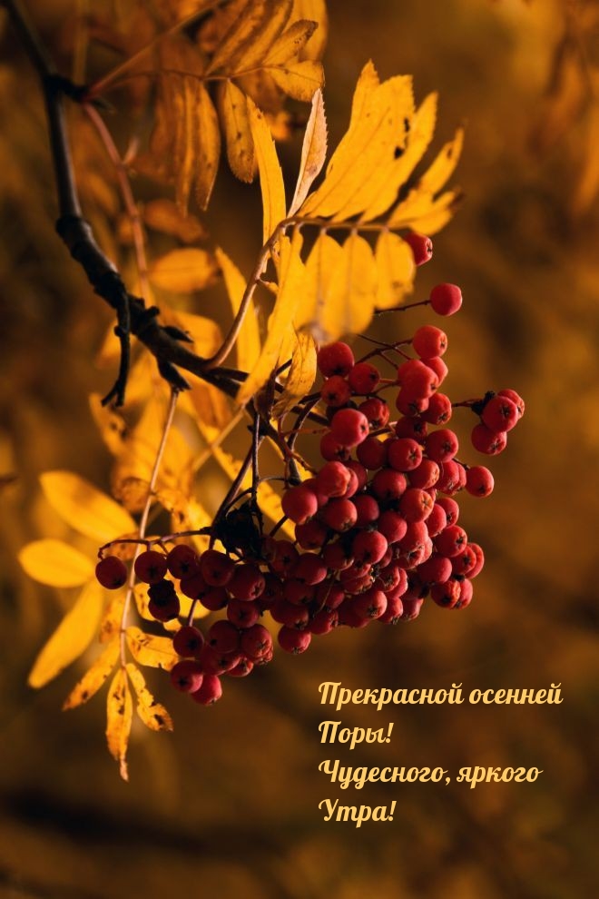 Картинка: Прекрасной осенней Поры! Чудесного, яркого Утра!