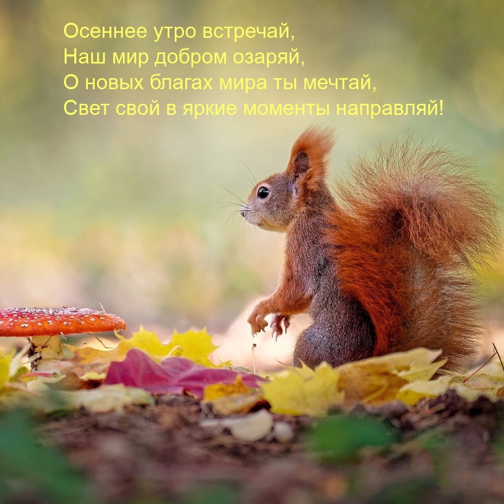 Картинка: Осеннее утро встречай, наш мир добром озаряй