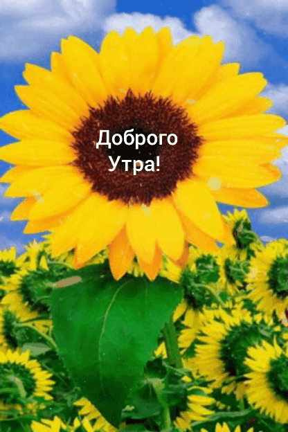 Картинка: Доброго утра!