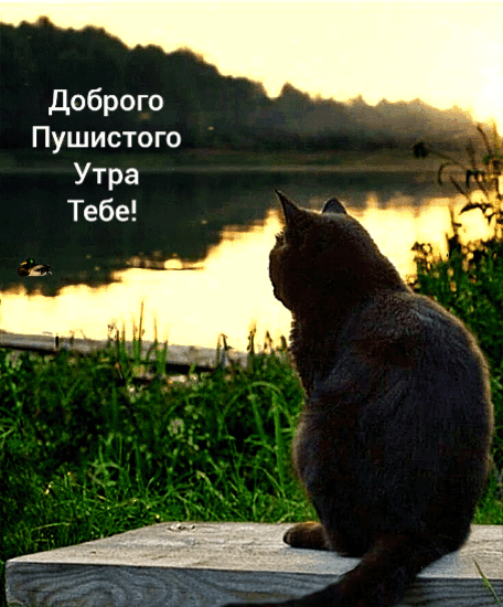 Картинка: Доброго пушистого утра тебе!