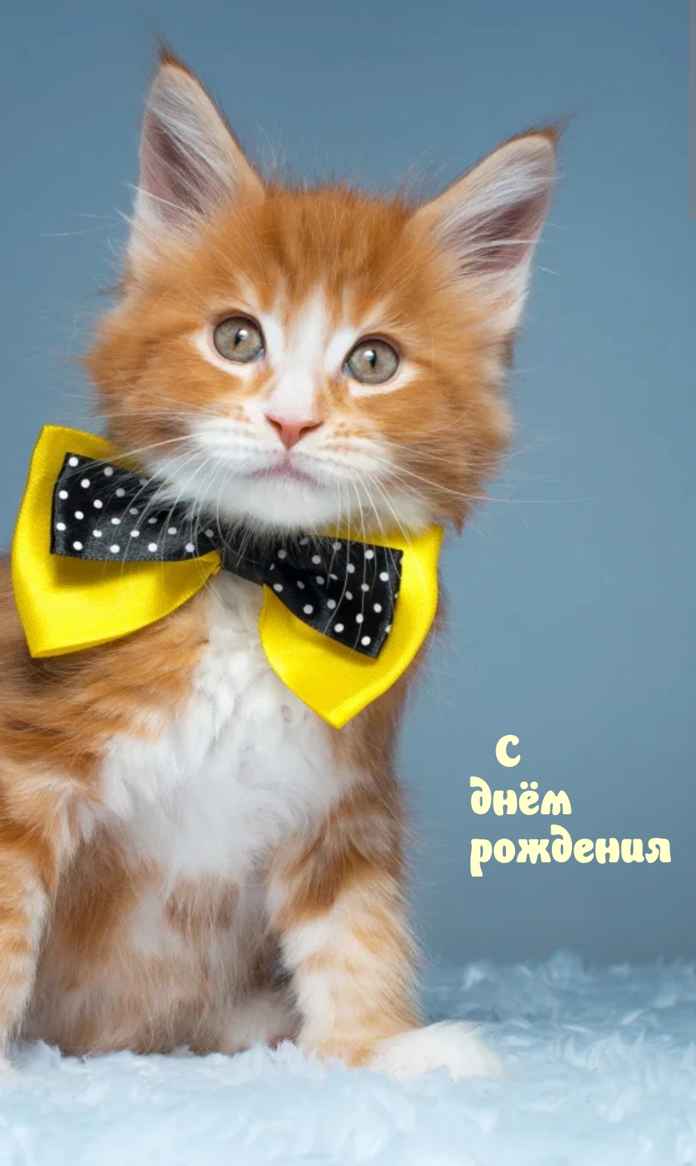 � ���� ��������