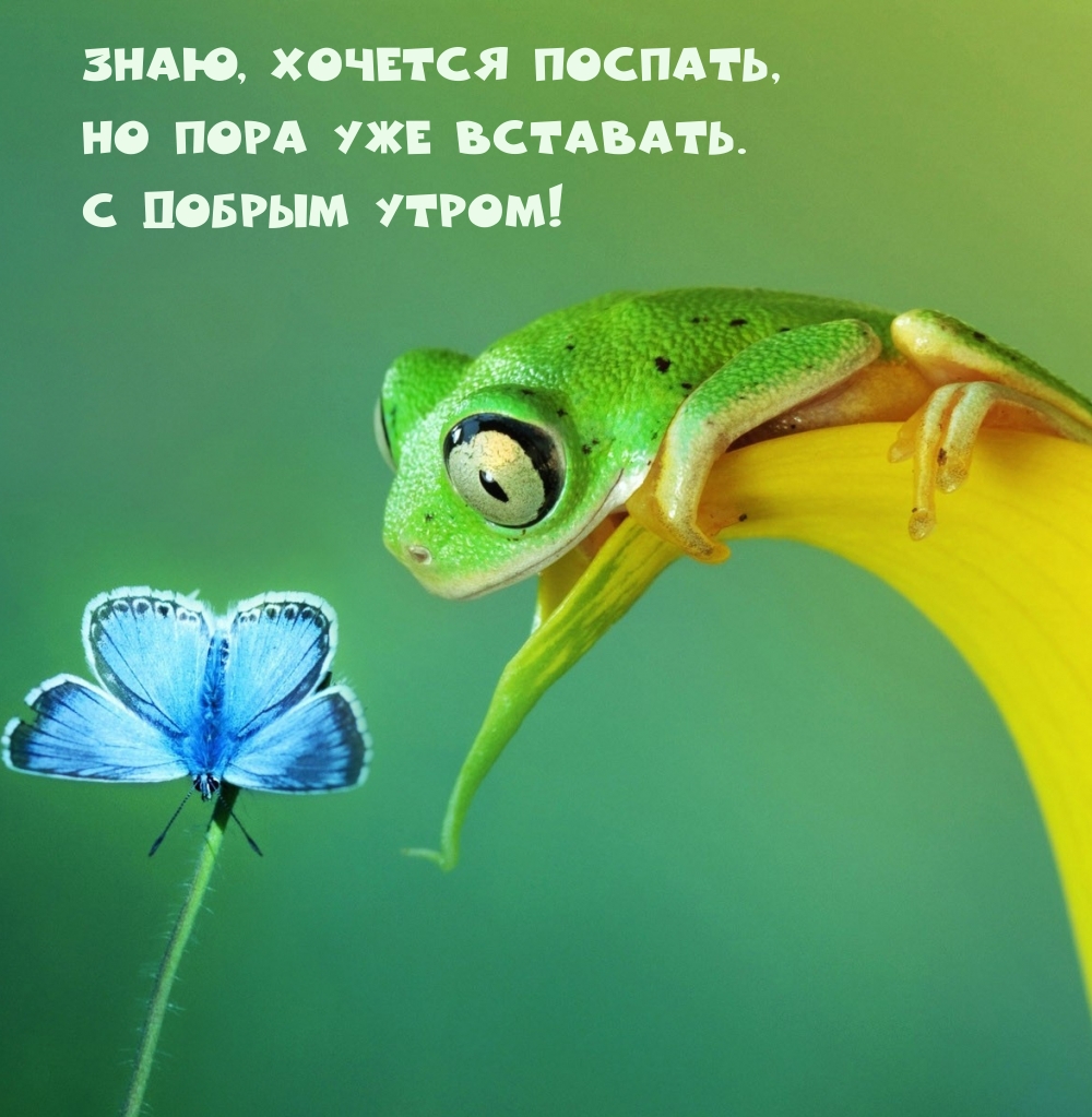 Картинка: Знаю, хочется поспать, но пора уже вставать. С добрым утром!