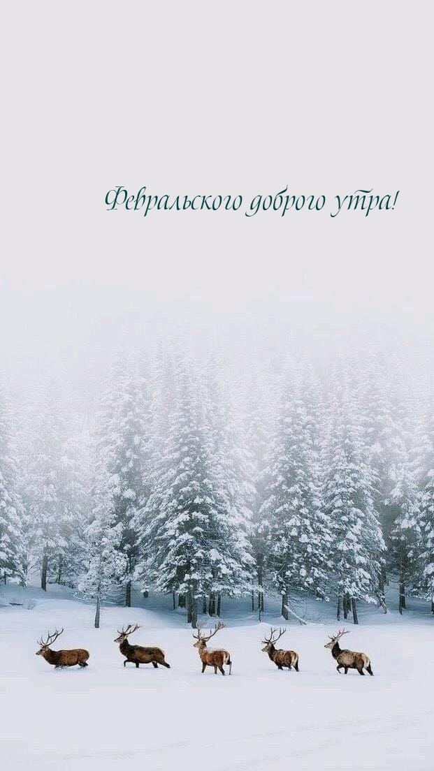 Картинка: Февральского доброго утра!
